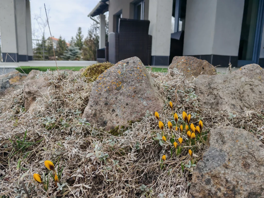 Krókuszok a teraszon